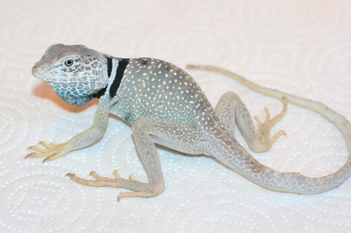 Toho