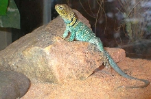 Tonto  male yellowhead