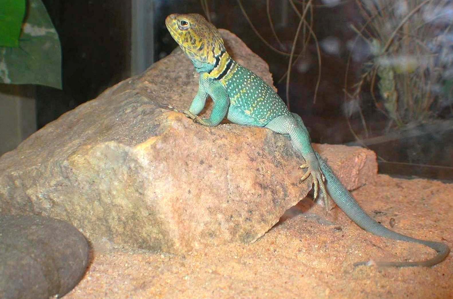 Tonto  male yellowhead
