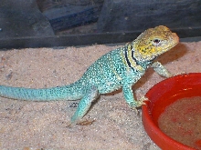 Tonto makes sand soup