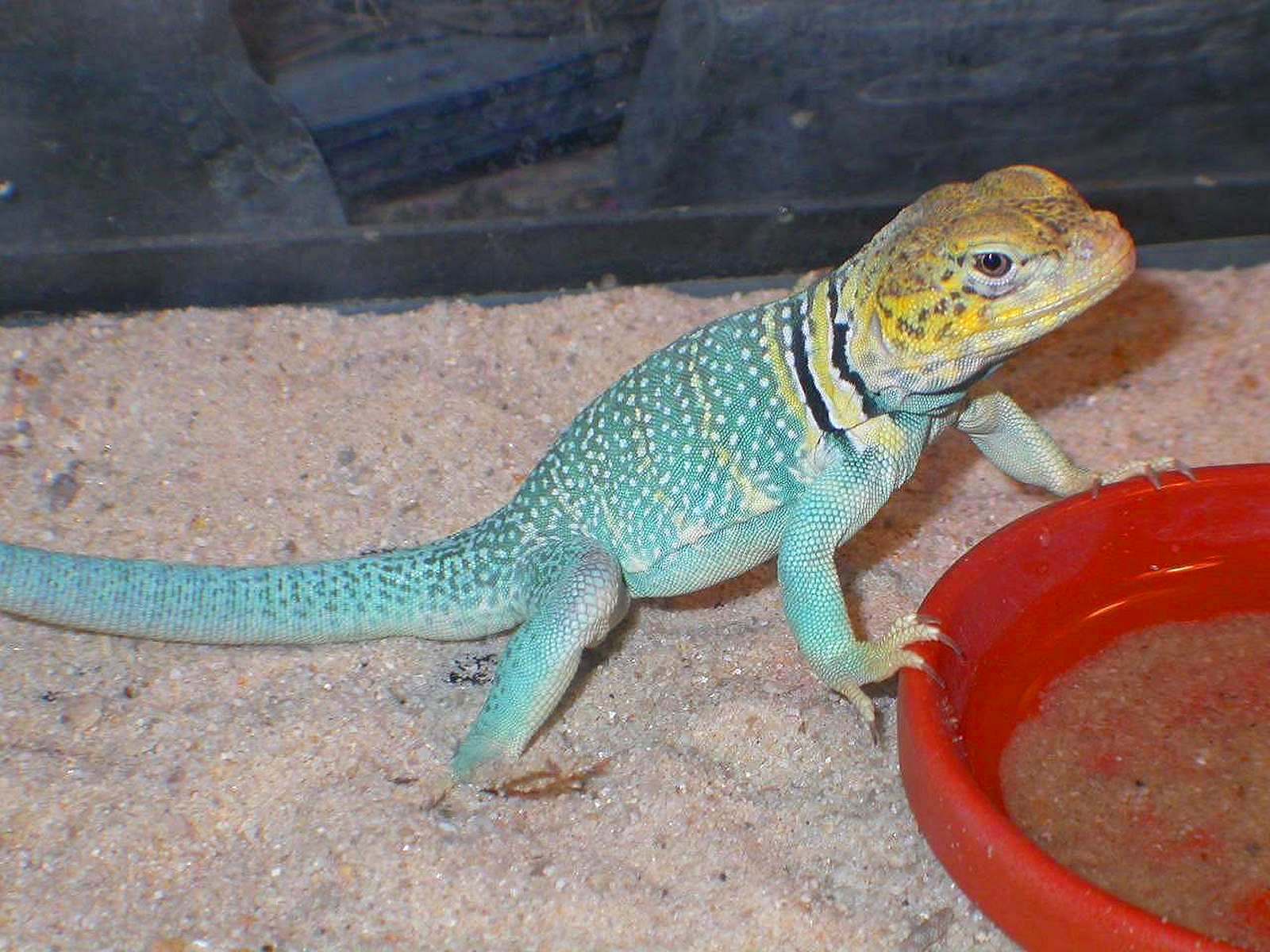 Tonto makes sand soup