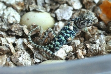 The lil tough guy is out of his egg