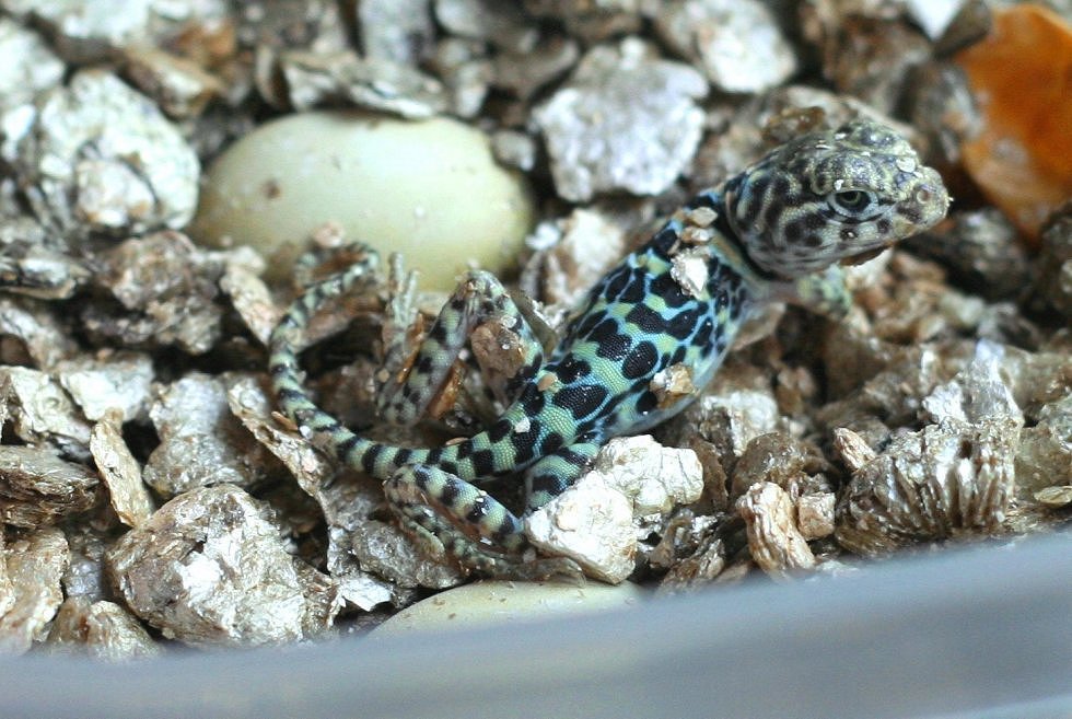 The lil tough guy is out of his egg