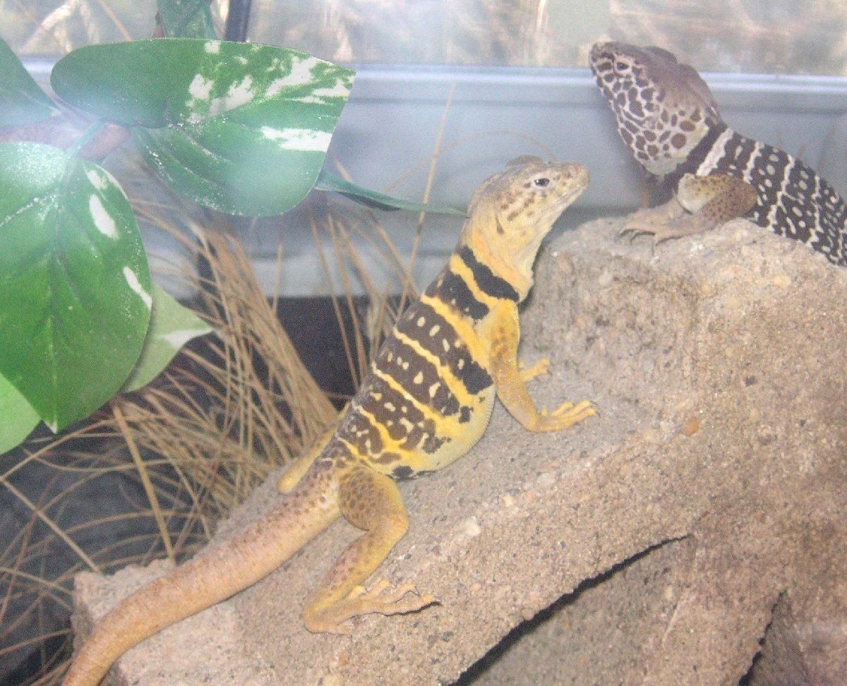 Chino & Chia Baja Sweethearts :0)