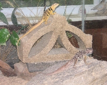 Chino and Chia basking in the morning sun