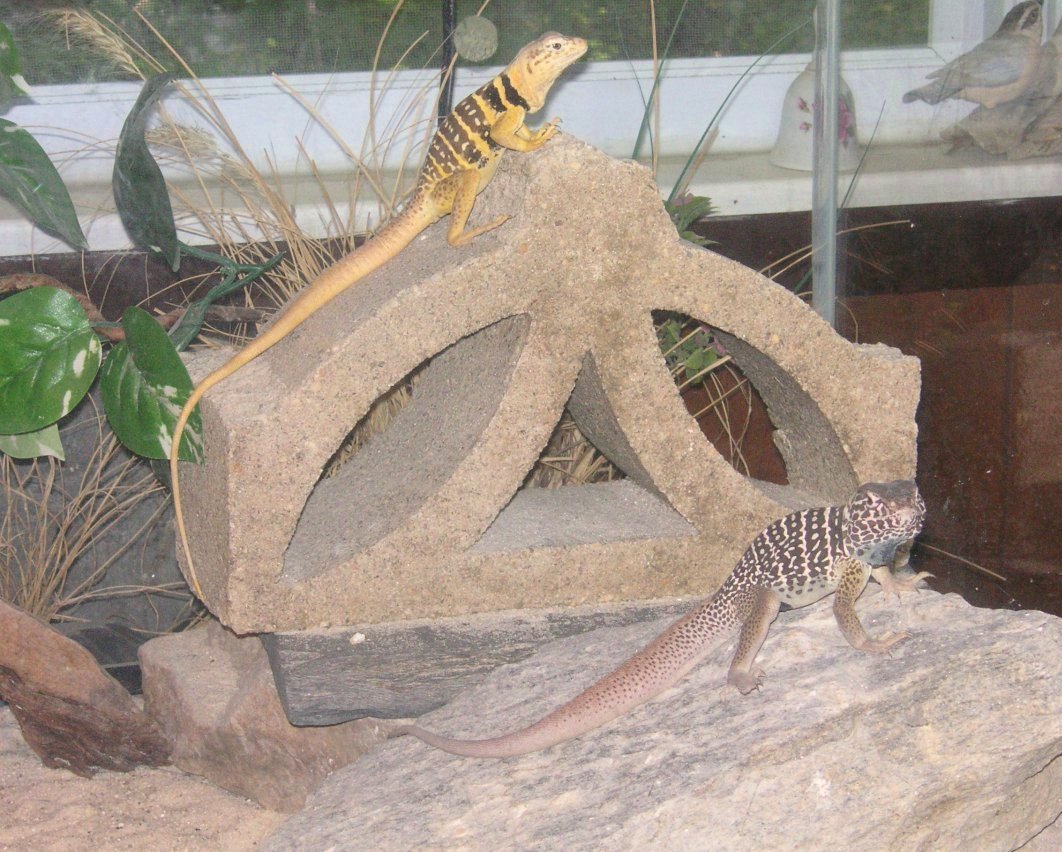 Chino and Chia basking in the morning sun