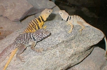 C. vestigium Family