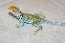 Wahku  male/ Eves New Mexico Fancies