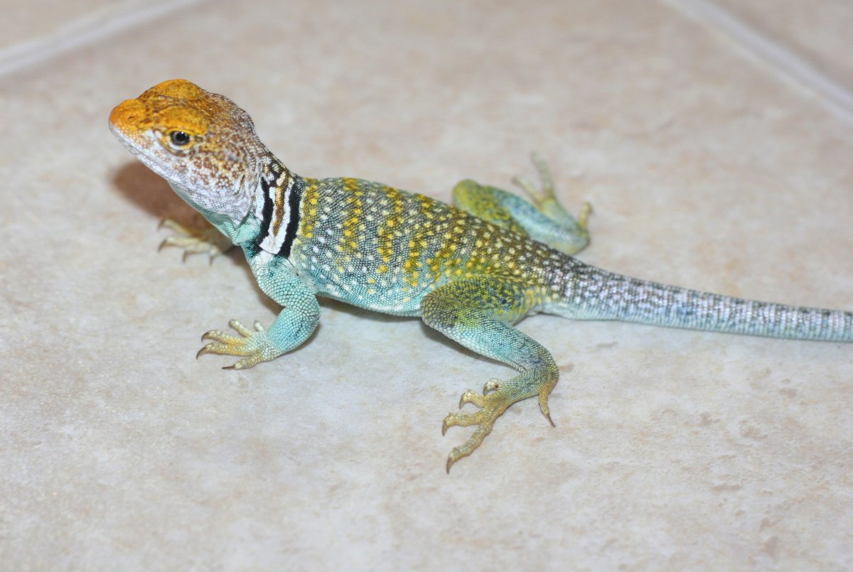 Wahku  male/ Eves New Mexico Fancies