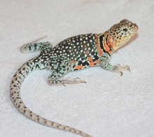 Wiyahka's   ORANGE  BURST