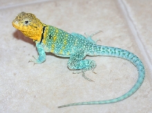 Yazhi all grown up