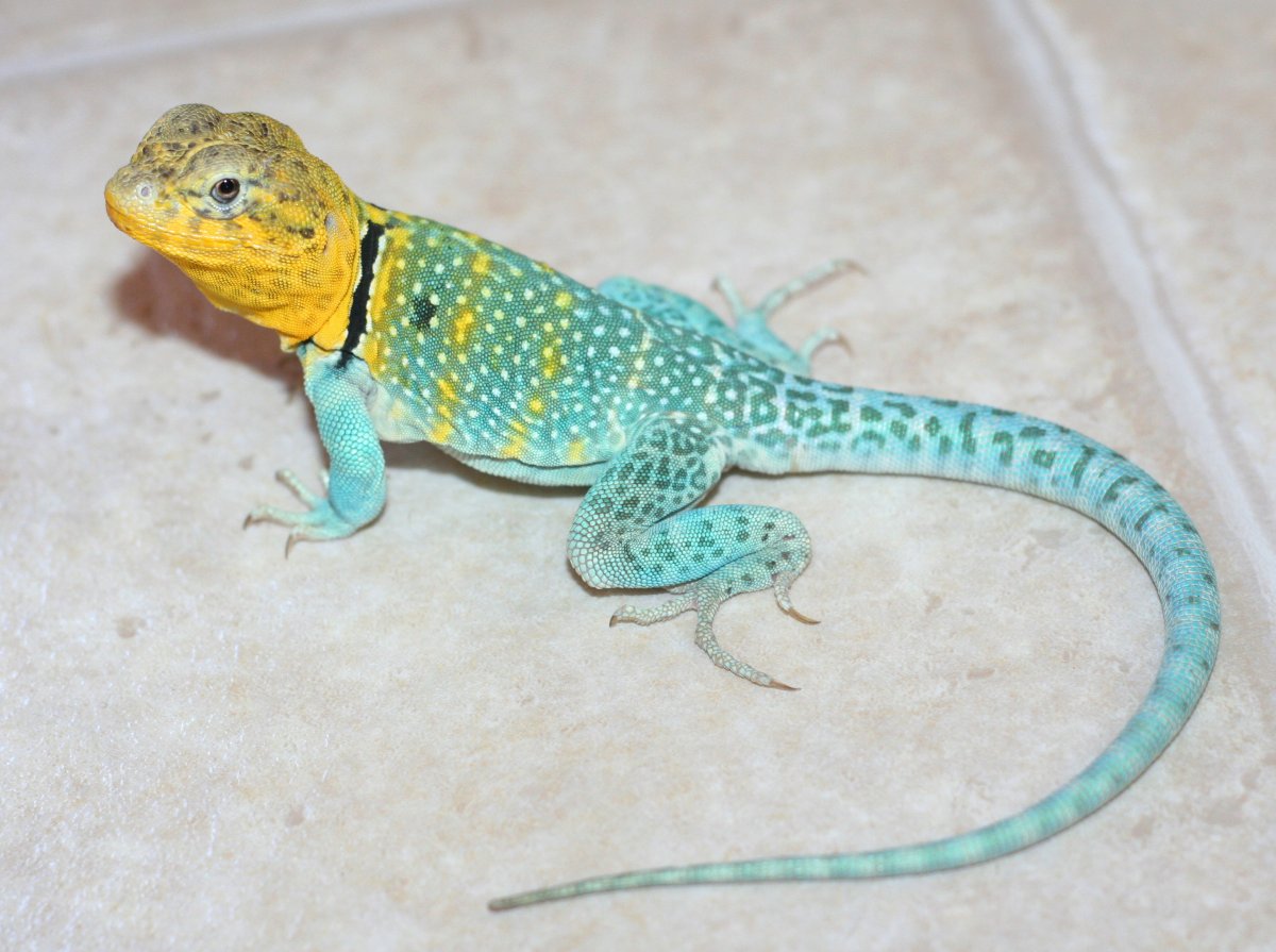 Yazhi all grown up
