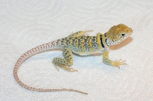 Hatched in July   * Yellowhead  * Tatanka's kid