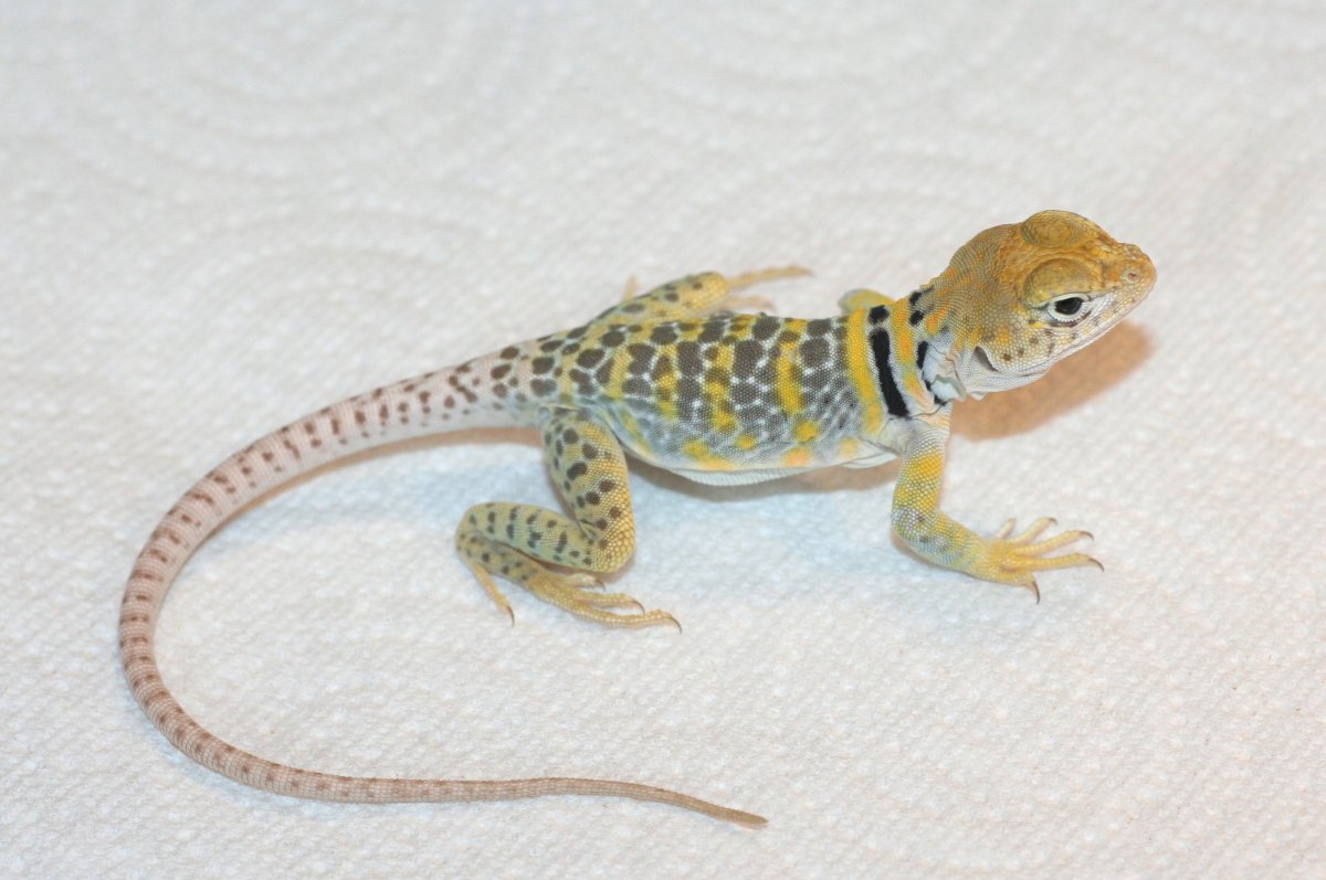 Hatched in July   * Yellowhead  * Tatanka's kid