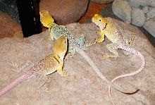 Three Lovely Yellow Lady Lizards