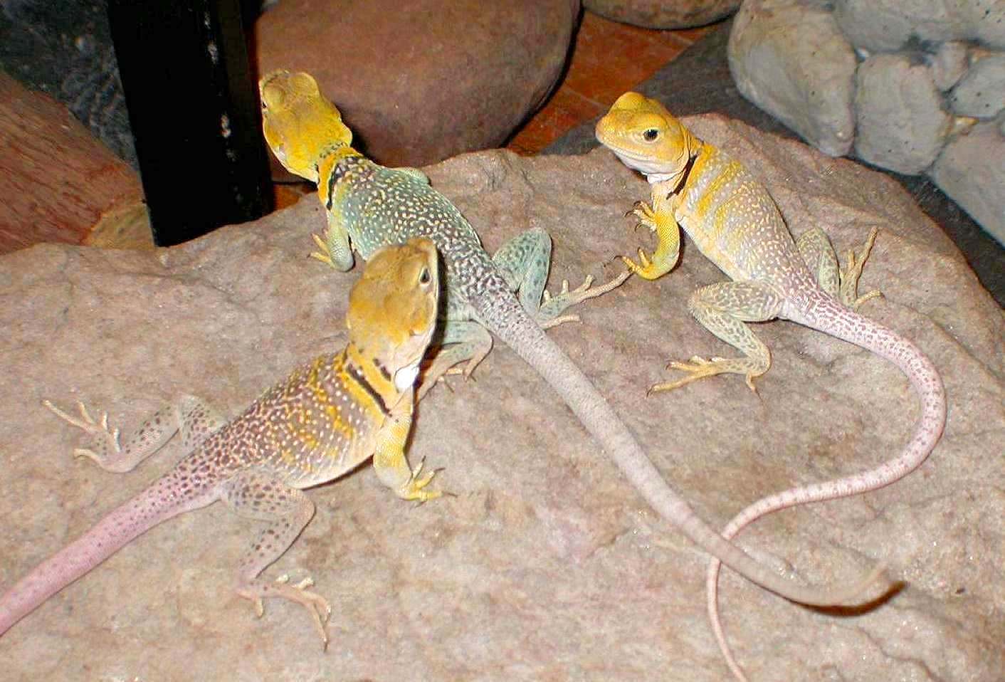 Three Lovely Yellow Lady Lizards