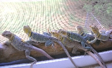 Lots of YELLOW ladies