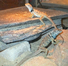 The mohave desert couple