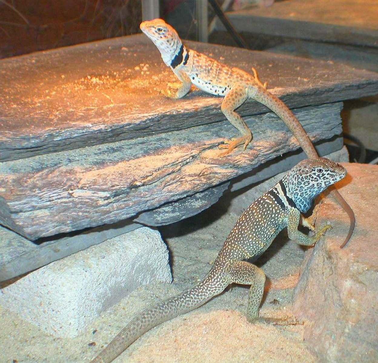 The mohave desert couple