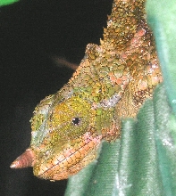 Zambi peeking through the leaves :0)