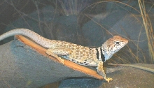 Zia a beautiful C. bicinctores lady