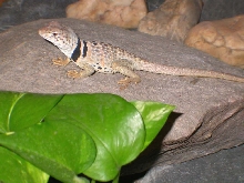 Zia female C. bicicntores