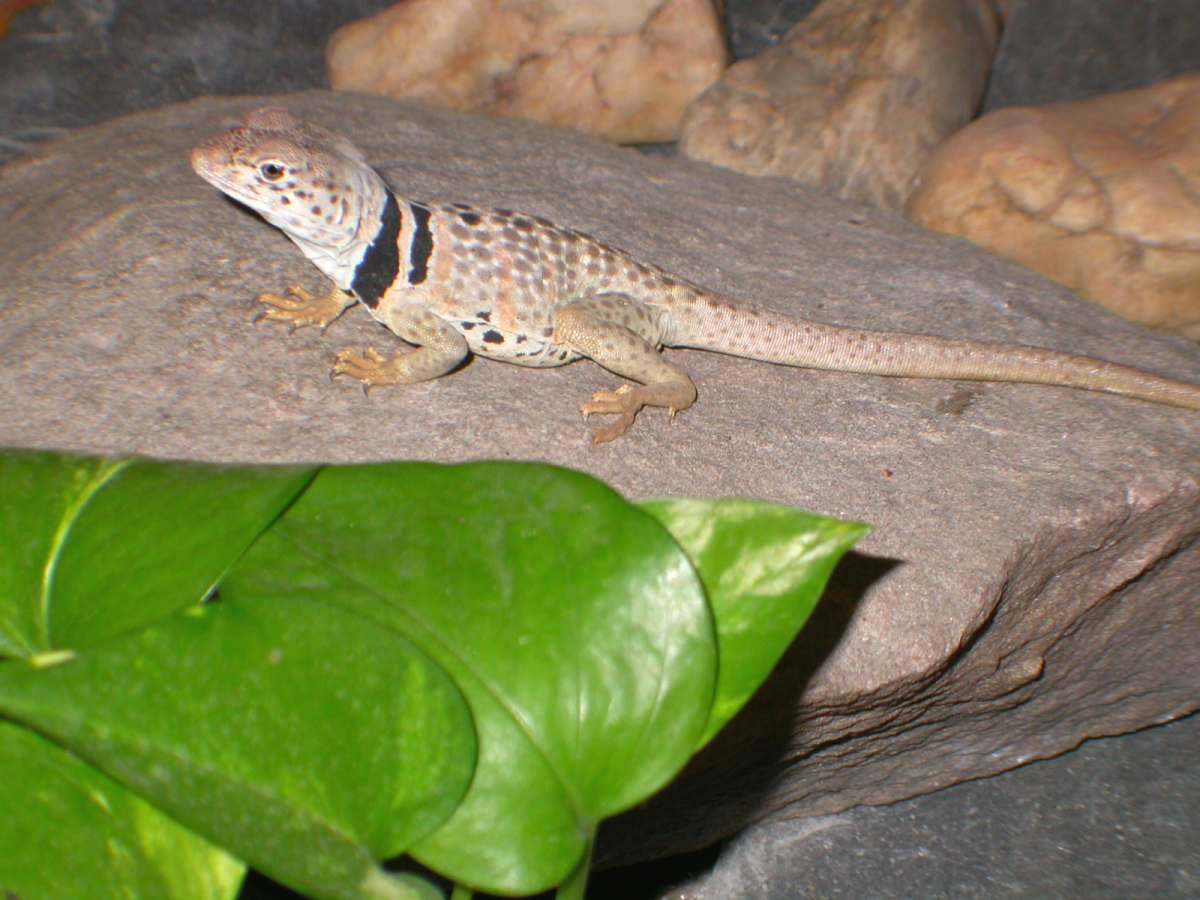 Zia female C. bicicntores