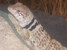 The lovey Zia female C. bicinctores