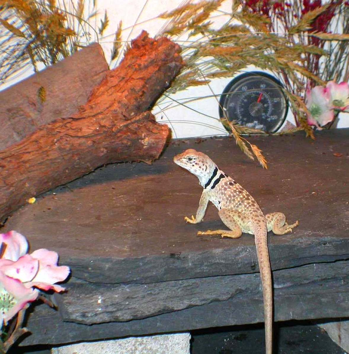 Zia female Bicinctores  out playing