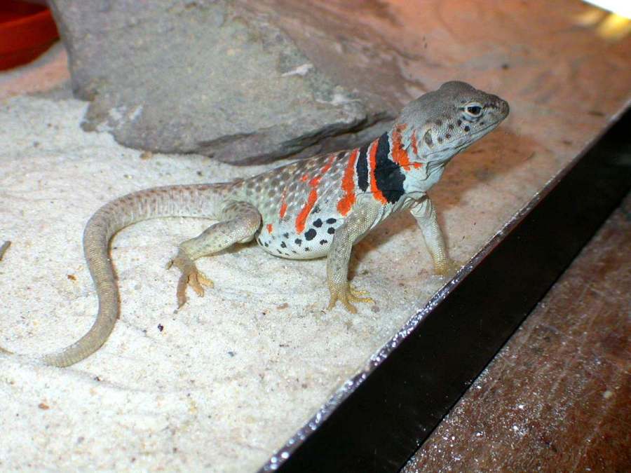 Zia's gravid color bright
