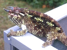 Zimba male werneri chameleon