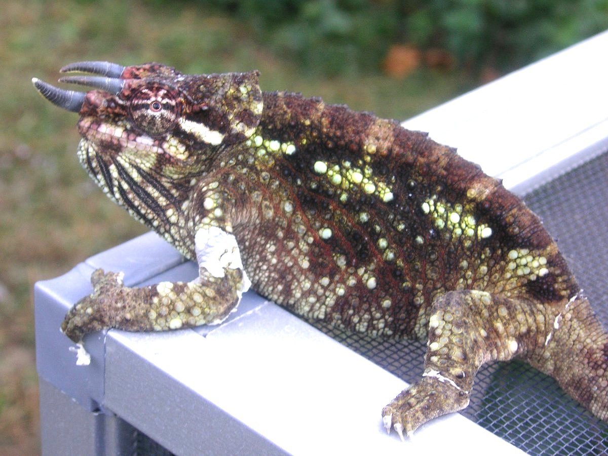 Zimba male werneri chameleon