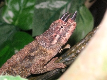 Zimba climbing