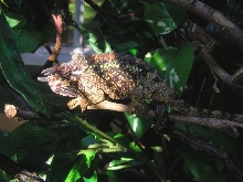 Zimba  catching the afternoon sun thru the leaves