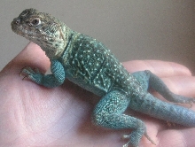 Zuni  * Got the bluzzzzzzzzz