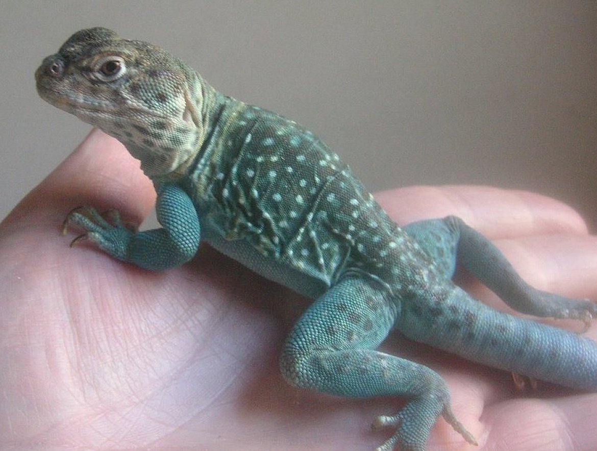 Zuni  * Got the bluzzzzzzzzz