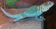 Zuni   Baileyi/ aquaflame