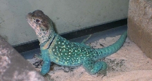 Zuni feelin Blue