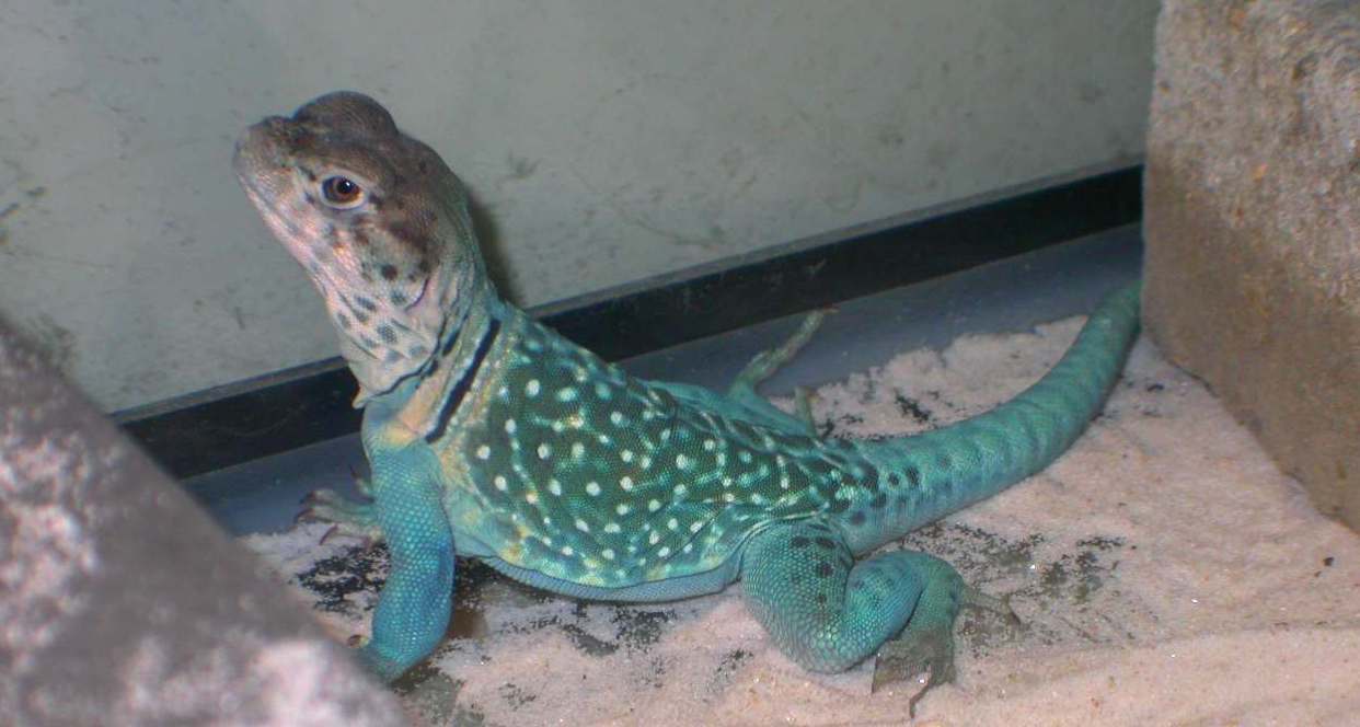 Zuni feelin Blue