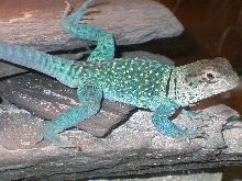 Zuni  feelin Blue