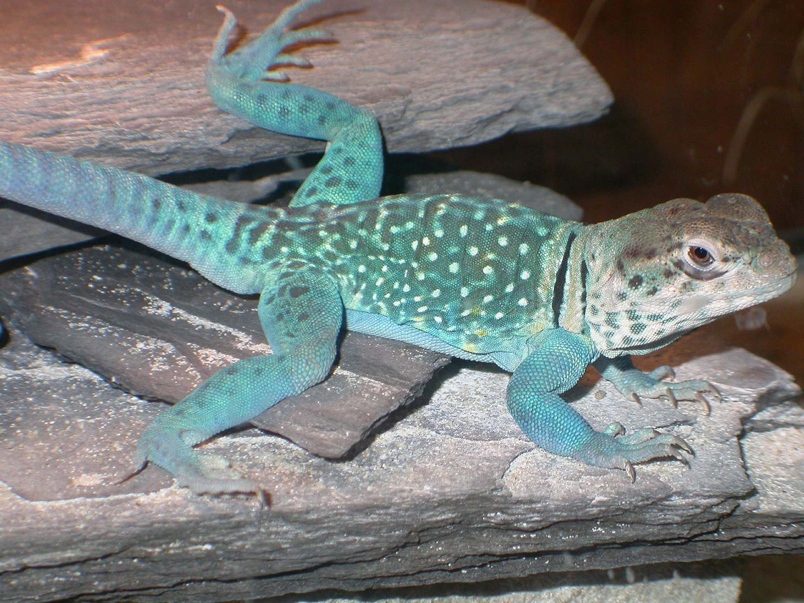 Zuni  feelin Blue