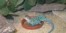 Ah A Nice Dip for Zuni