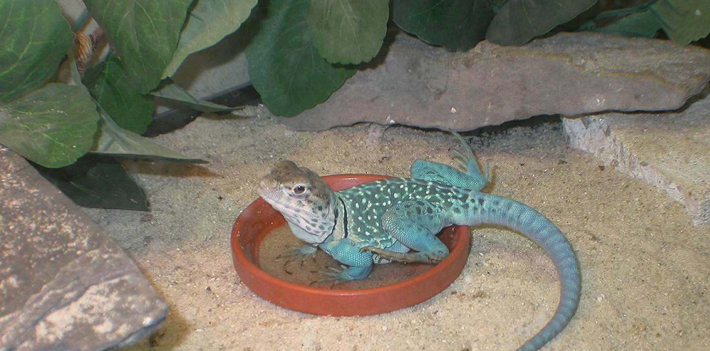 Ah A Nice Dip for Zuni