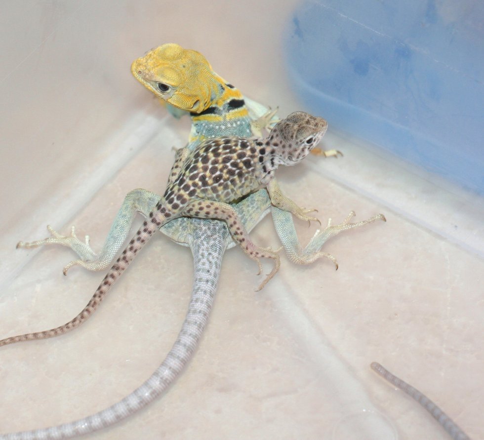 kids  baby Akema and Mohegan