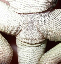 Sexing * FEMALE collared