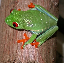 A pretty Lady frog