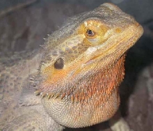 Auggie  5 years old this year