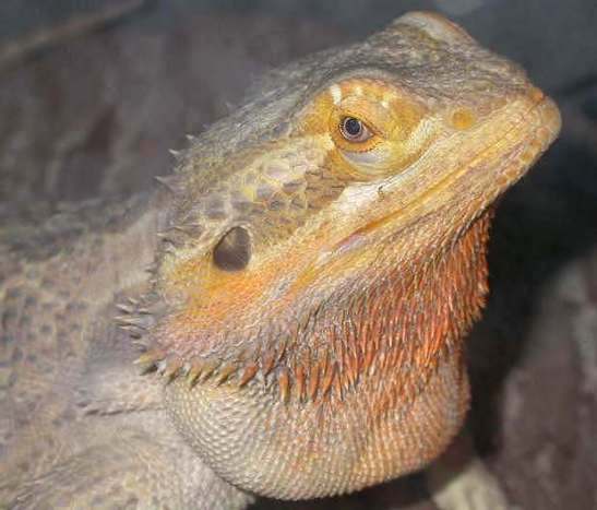 Auggie  5 years old this year