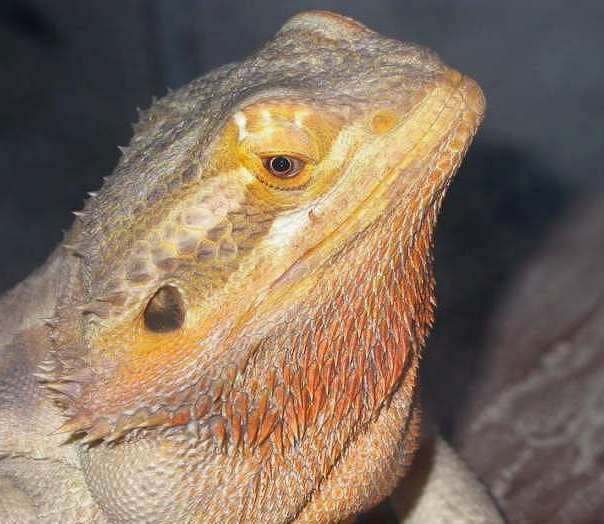 Auggie **   A BIG Lose  :0(     6 years old