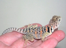 Baby aquaflame